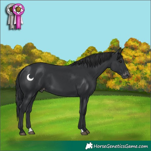 Horse Color:Black Appaloosa 