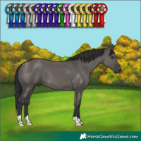 Horse Color:Grullo 