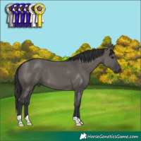 Horse Color:Grullo 