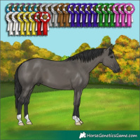 Horse Color:Grullo