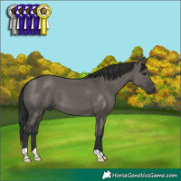 Horse Color:Grullo 