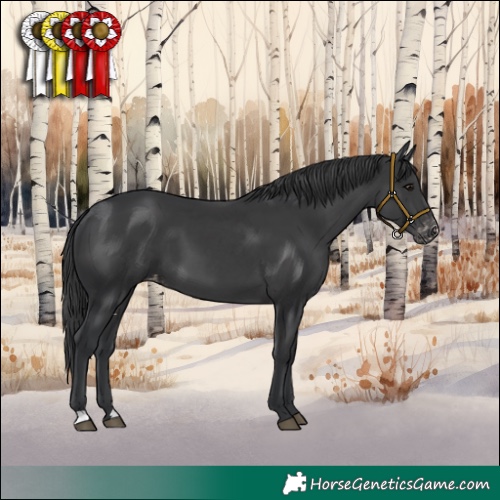 Horse Color:Black Appaloosa 