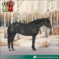 Horse Color:Black Appaloosa