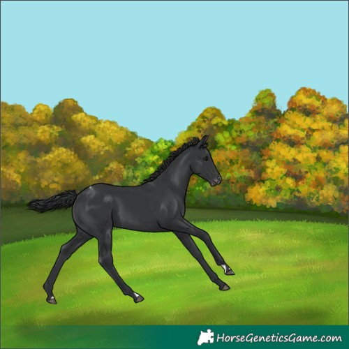 Horse Color:Black Appaloosa