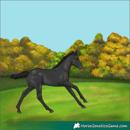 Horse Color:Black Appaloosa 