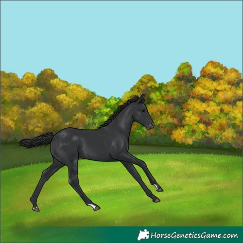 Horse Color:Black Appaloosa