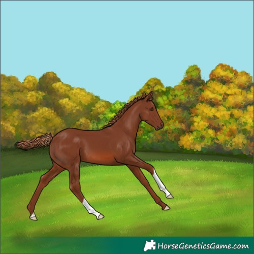 Horse Color:Chestnut 