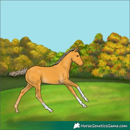 Horse Color:Palomino