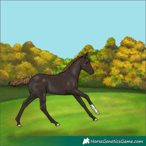 Horse Color:Liver Chestnut 