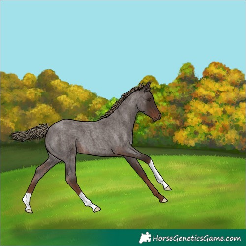 Horse Color:Liver Red Roan 