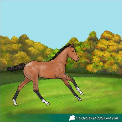 Horse Color:Bay 