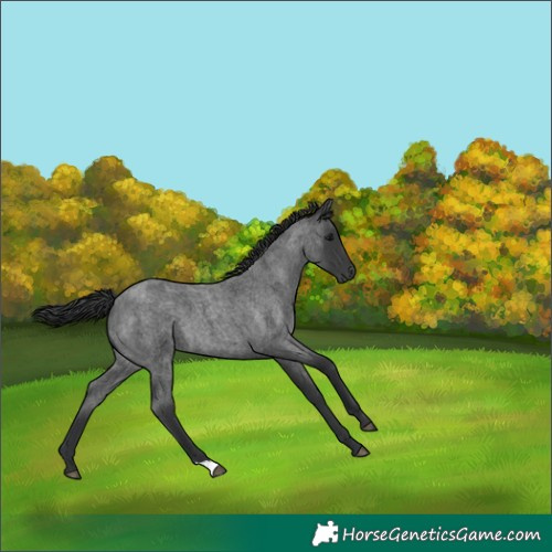 Horse Color:Blue Roan 