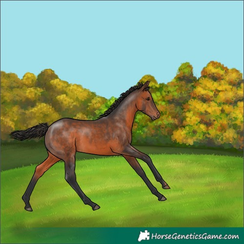 Horse Color:Brown 