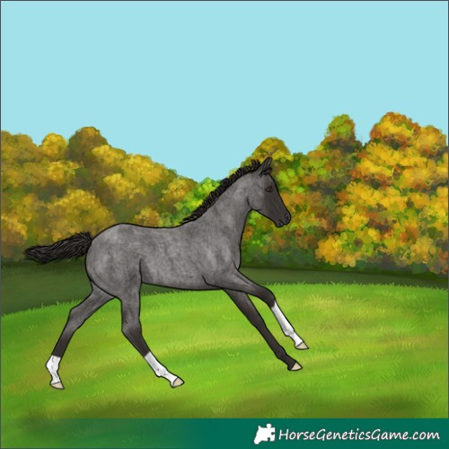 Horse Color:Liver Red Roan
