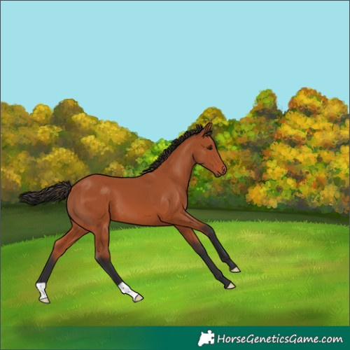 Horse Color:Bay 