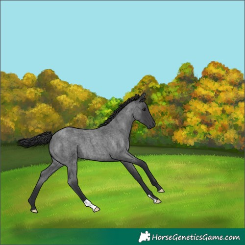 Horse Color:Blue Roan