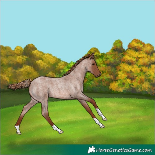 Horse Color:Red Roan 