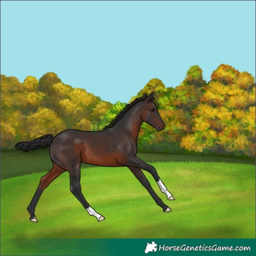 Horse Color:Brown 