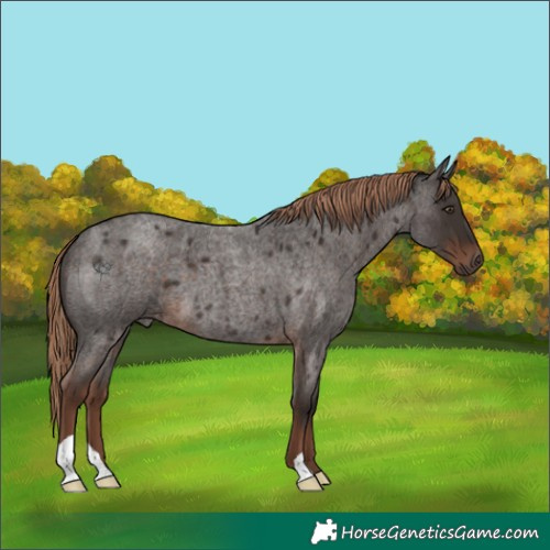 Horse Color:Liver Red Roan 