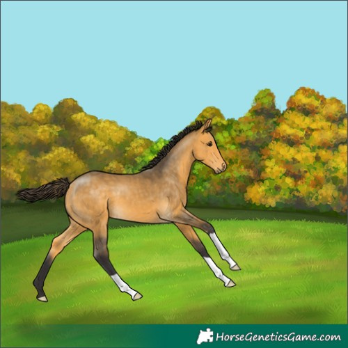 Horse Color:Buckskin 