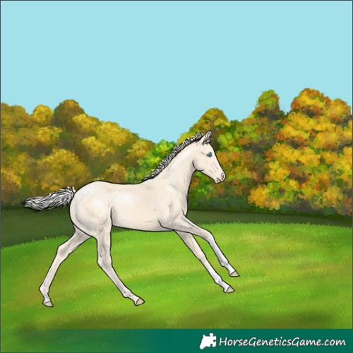 Horse Color:Cremello 