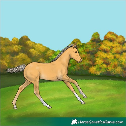Horse Color:Palomino