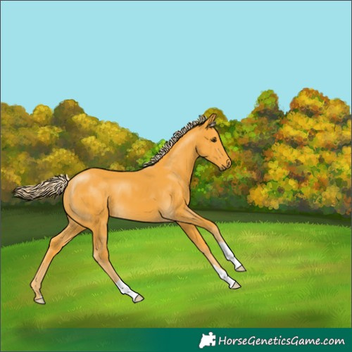 Horse Color:Palomino
