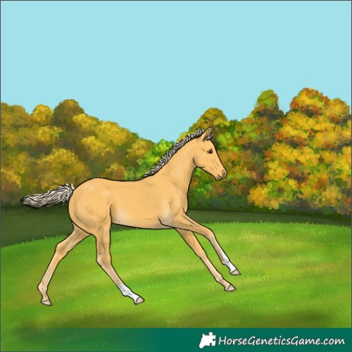 Horse Color:Palomino 