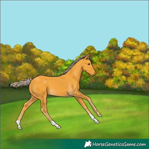 Horse Color:Palomino 