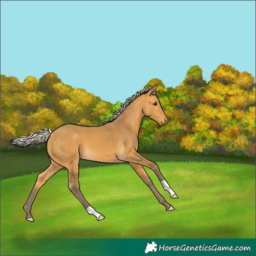 Horse Color:Silver Buckskin
