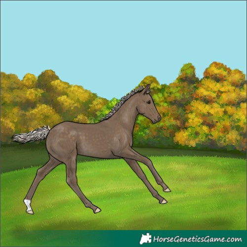 Horse Color:Silver Smoky Black 