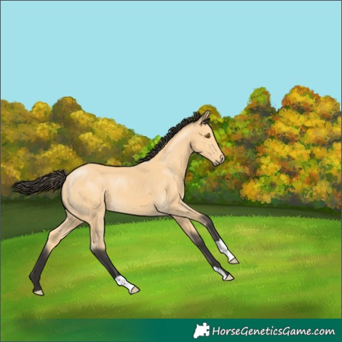 Horse Color:Buckskin 