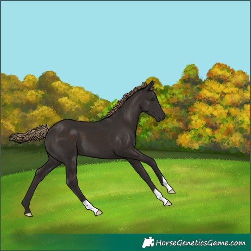 Horse Color:Liver Chestnut 