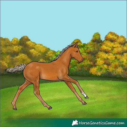 Horse Color:Palomino