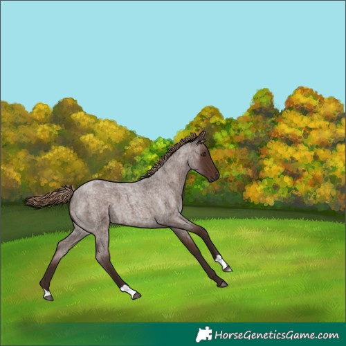 Horse Color:Liver Red Roan 