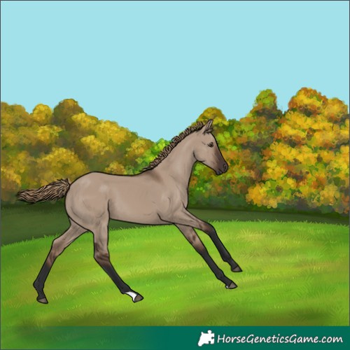 Horse Color:Liver Red Dun 