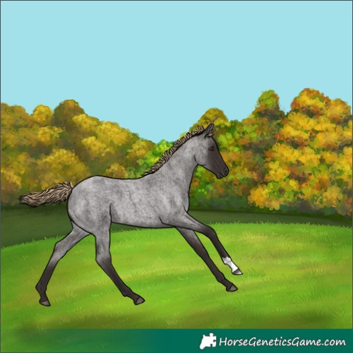 Horse Color:Liver Red Roan 