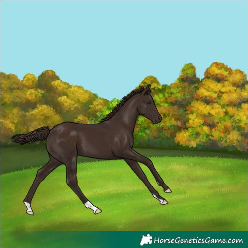 Horse Color:Liver Chestnut 