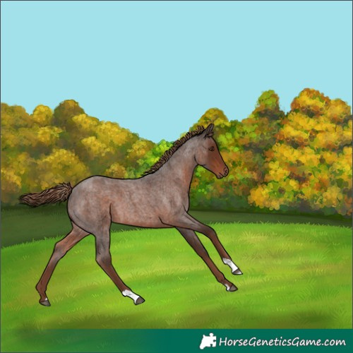 Horse Color:Liver Red Roan 