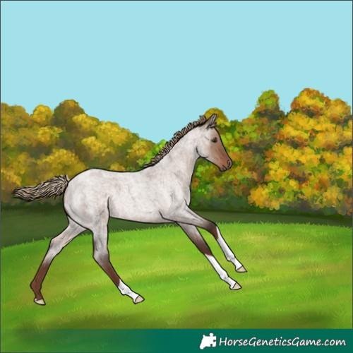 Horse Color:Liver Red Dun Roan 