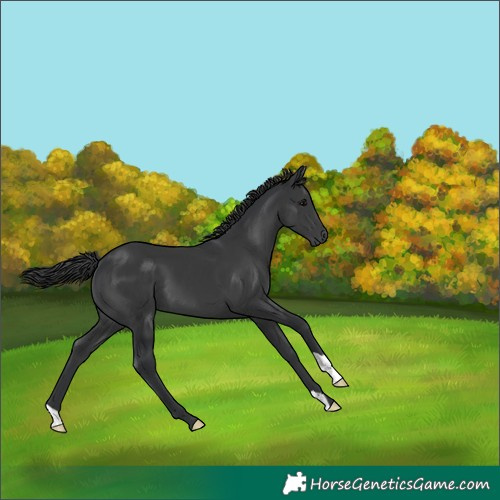 Horse Color:Black 