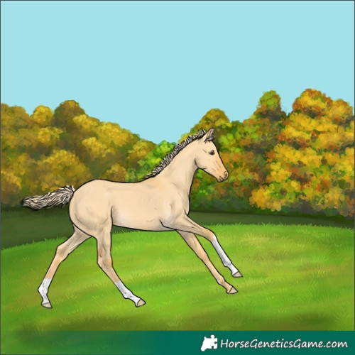 Horse Color:Palomino Dun