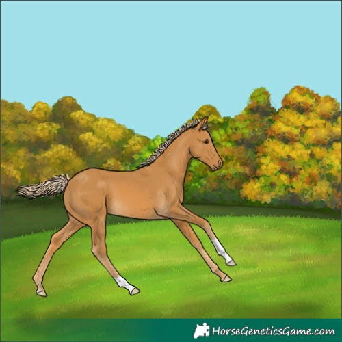 Horse Color:Palomino