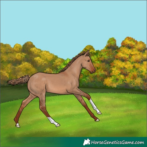 Horse Color:Red Dun