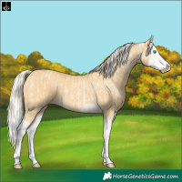 Horse Color:Cremello Splash and Palomino Splash