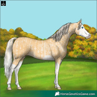Horse Color:Cremello Splash  and Palomino Splash 