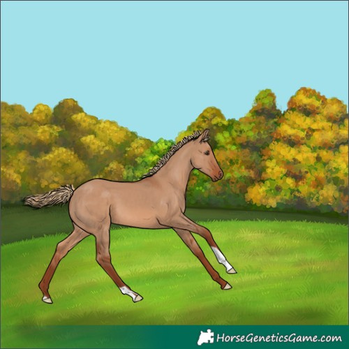 Horse Color:Red Dun 