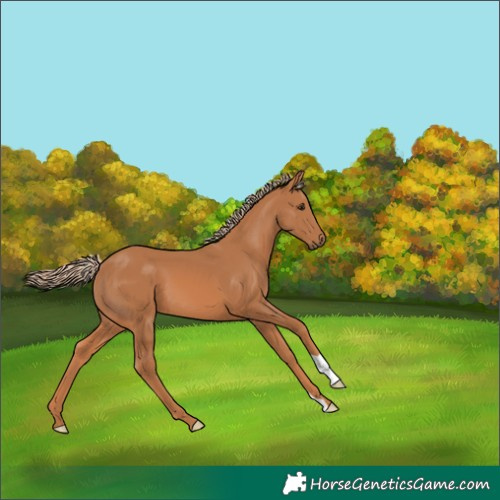 Horse Color:Chestnut 