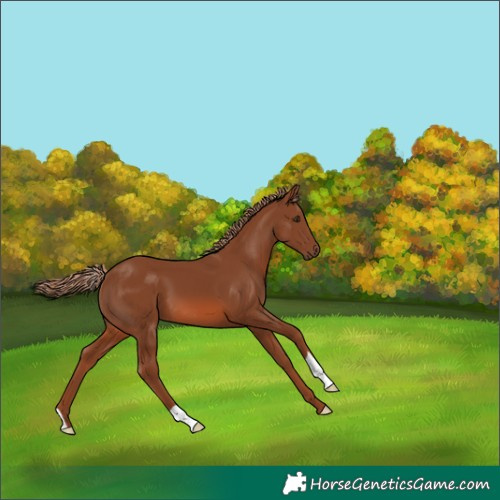 Horse Color:Chestnut 