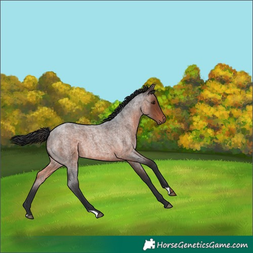 Horse Color:Brown Roan 